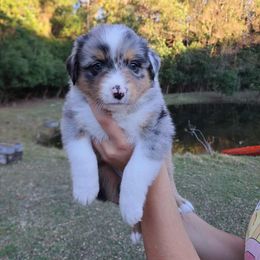 Maple - Blue merle female Australian Shepherd puppy in Robertsdale, Alabama from Persimmon Creek Farm