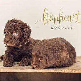 Double Doodle Puppies from Lionheart Doodles