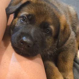 Blue - Sable male German Shepherd puppy in Nekoosa, Wisconsin from Waldrand Kennel LLC