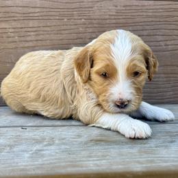 Autumn - Yellow and white female Bernedoodle puppy in Springville, Utah from Oodles of Bernedoodles