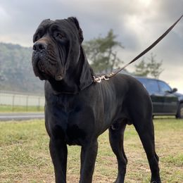 Cane Corso All Grown Up from Diamond Cut Kennels, Hawaii