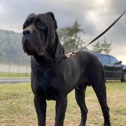 Cane Corso All Grown Up from Diamond Cut Kennels, Hawaii