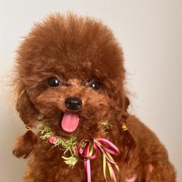 Minnie - Poodle