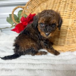 AKC Dexter - Cafe au lait male Poodle puppy in Elgin, South Carolina from Silver Bells Paw Prints