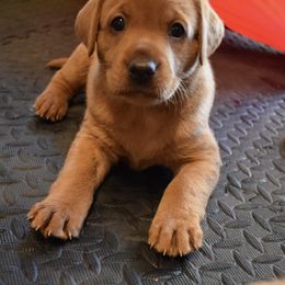 Labrador Retriever Puppies from TNT Elite Labradors