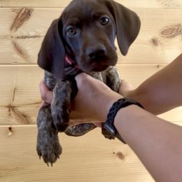 Poppy-Hot Pink Girl - Liver roan female German Shorthaired Pointer puppy in Payneville, Kentucky from Roan Point Kennel