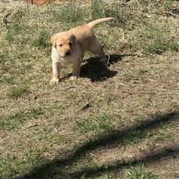 Boy 1 - Yellow male Labrador Retriever puppy in Cutler, Indiana from Woodstock Retrievers