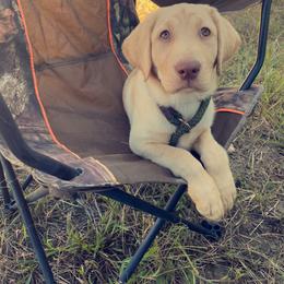 Labrador Retriever Puppies from Creekside Canines