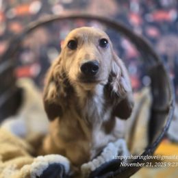 Erwin Smith - Cream male Dachshund puppy in Willard, Utah from Simply Sharing Love
