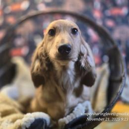 Erwin Smith - Cream male Dachshund puppy in Willard, Utah from Simply Sharing Love