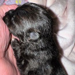 Mini Oreo - Black male Pomeranian puppy in North Port, Florida from West Coast Diva Pupz