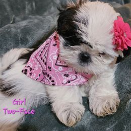 Two-face - Black and white Shih Tzu puppy in Mount Morris, Michigan from Gone 2 the Dawgs