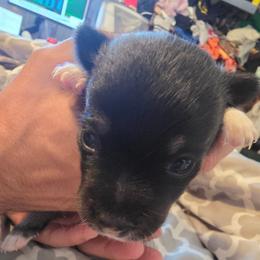 Storm - Black and tan female Chihuahua puppy in Bethlehem, Pennsylvania from Steel City Exotics