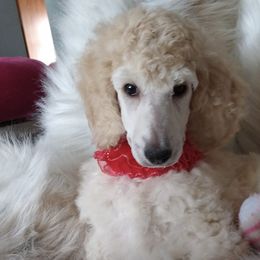 Poodles from Lori's Poodles