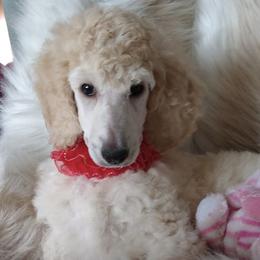 Poodles from Lori's Poodles