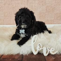 Zero - Black male Goldendoodle puppy in Guthrie, Oklahoma from Edmond Doodles, LLC