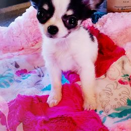 Chihuahuas and Miniature American Shepherds from Jem Chihuahuas