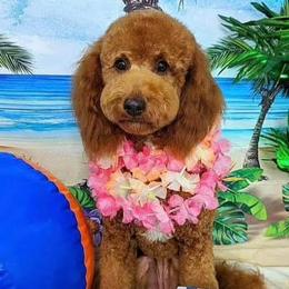 Waffle - Goldendoodle