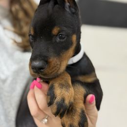 White collar - Black and rust female Doberman Pinscher puppy in Tallmadge, Ohio from Premier Dobermans