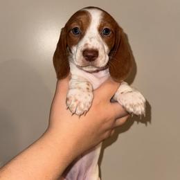 Girl - Piebald female Dachshund puppy in Gatesville, Texas from Lisa’s Teeny Weeny Farm