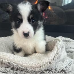 Rafiki - Black and tan male Pembroke Welsh Corgi puppy in Washington from KB Corgis