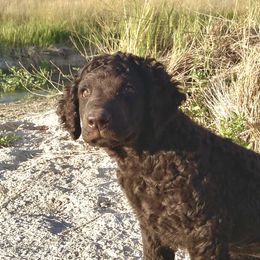 Frankie - Liver female Curly-Coated Retriever puppy in Salt Lake City, Utah from Betacoil Curly Coated Retrievers