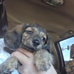 Cream Brindle - 1700 - Brindle male Dachshund puppy in Pueblo, Colorado from HotDachs