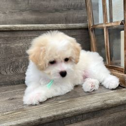 Lilly - White female Bichon Frise puppy in Gresham, Oregon from Lyudmila Loves Puppies
