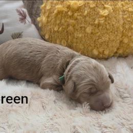 Green Collar - Red  male Goldendoodle puppy in Fayetteville, North Carolina from Frannie's Goldendoodle Puppies