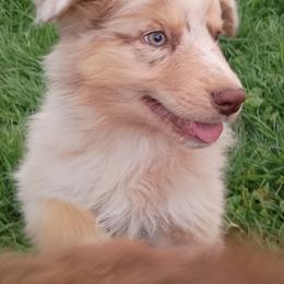 Corey - Red merle male Australian Shepherd puppy in Ontario, Oregon from Eagle Valley Australian Shepherds