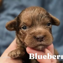 Blueberry - Merle male Cockapoo puppy in Perry, Arkansas from Parker's Cockapoos