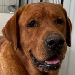 Rain - Labrador Retriever