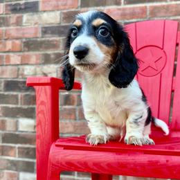 Kimchi - Piebald male Dachshund puppy in Westport, Kentucky from Lonestar Creek Farm