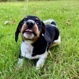 Shades AKC FULL - Piebald male Dachshund puppy in Gentry, Arkansas from Sweet As Pie Doxies