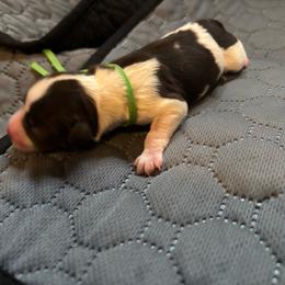 Bailey - Parti female Miniature Schnauzer puppy in Plaucheville, Louisiana from Honey Doux Southern Paws