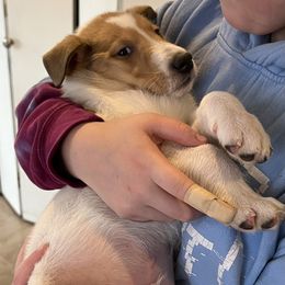 Collie Puppies from Lakeside Collies