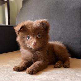 Chispa - Chocolate female Pomeranian puppy in Brooklyn, New York from Pomeranians Lovers and Co