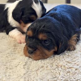 Sky - Mrs Sky Masterson - Black and tan female Cavalier King Charles Spaniel puppy in Chico, California from Valley Cavaliers
