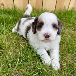 Copper - Blue merle male Aussiedoodle puppy in Heber City, Utah from Junipersdoodles