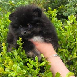 Oreo - Black parti male Pomeranian puppy in Santa Ana, California from Legacy Pomeranian of Orange County
