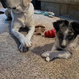 Miniature Australian Shepherd and Toy Australian Shepherd Puppies from Pawesome Lil Aussies