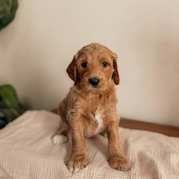 Revere - Apricot male Goldendoodle puppy in Yukon, Oklahoma from Bows and Ties Doodles, LLC