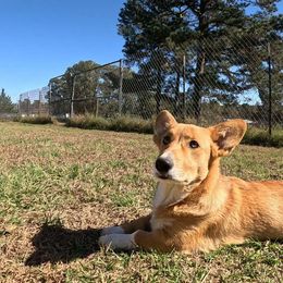 Aurelio - Red Pembroke Welsh Corgi puppy in Texarkana, Arkansas from Episode Corgis