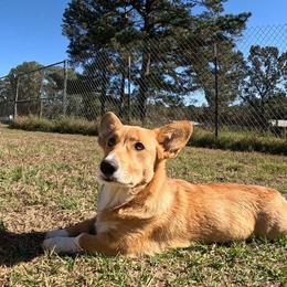 Aurelio - Red Pembroke Welsh Corgi puppy in Texarkana, Arkansas from Episode Corgis