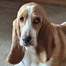 Val - Basset Hound