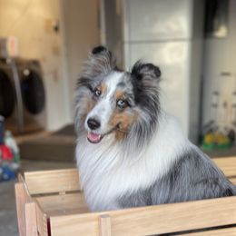 Shetland Sheepdogs from Paradise Farms