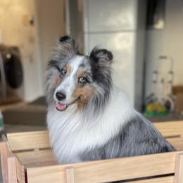 Shetland Sheepdogs from Paradise Farms