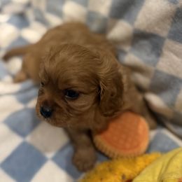 Will - Ruby male Cavalier King Charles Spaniel puppy in Lawton, Oklahoma from Wild Wishes Cavaliers