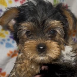 Purple - Black and tan Yorkshire Terrier puppy in Highland, Arkansas from Gilmore Yorkies