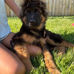 German Shepherd puppies from Fairhaven German Shepherds